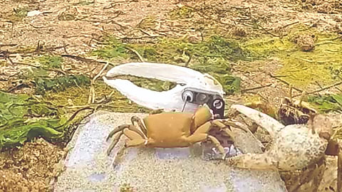 robo-crab-challenges-real-male-crabs