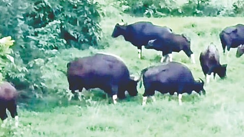 Wild Elephant Movement Dodamarg