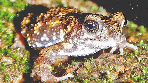 Amboli Tiger Toad