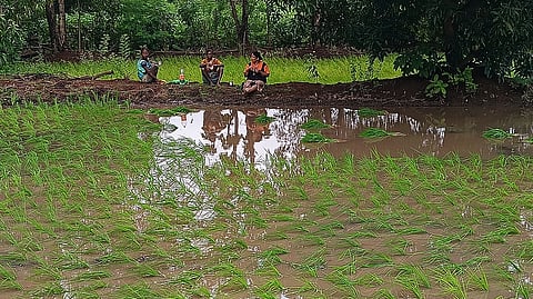 Paddy plantation completed