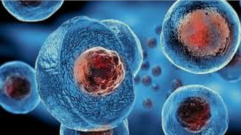 Mumbai organ donation |