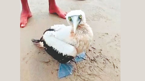Rare Masked Booby Bird Malvan Beach