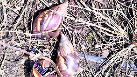 Snails attack