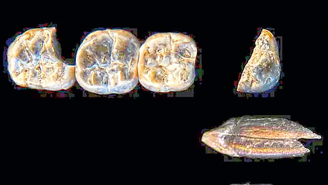 ethiopia-2-6-million-year-old-fossil-teeth-discovery