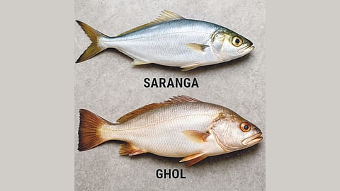 Saranga and Ghol fish market
