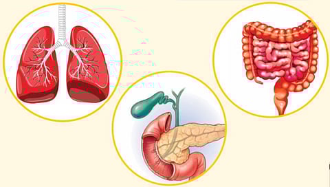 Organs That Can Be Donated While Alive