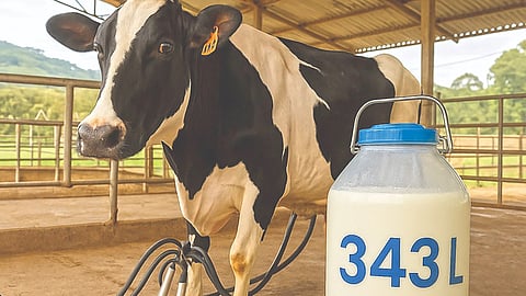 Brazilian Cow Produces 343 Liters of Milk in Just 3 Days