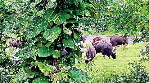 Wild Bison In Human Habitat