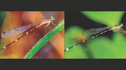 Western Ghats New Spider Species