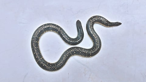 Sangli : बुधगावात 'या' दुर्मिळ सापाने वेधले सर्वांचे लक्ष