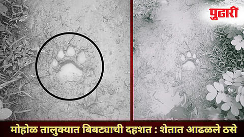 Solapur Leopard News