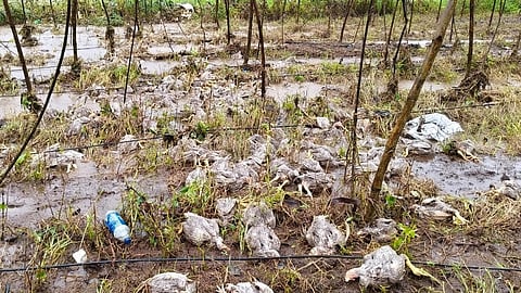 Ambede poultry flood damage