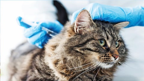 mumbai-sterilization-of-24-thousand-stray-cats