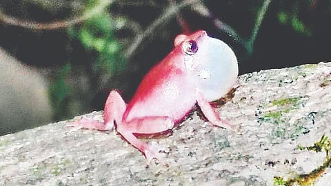 Amboli Bush Frog