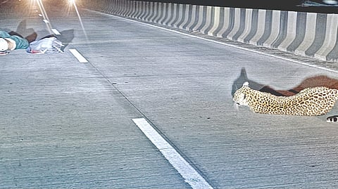 leopard jumps on bike |