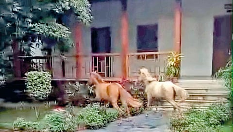 Deputy CM Ajit Pawar Arrives at Circuit House, Chaos as Horses Run Loose