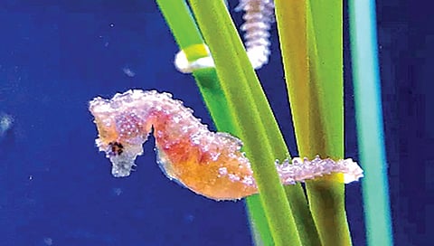 Slowest Animal in the Ocean