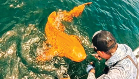 rare-orange-shark-discovery