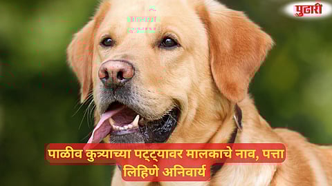 Nagpur Pet Dog Regulations