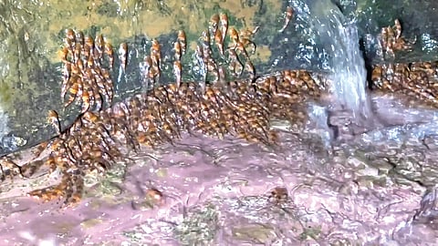 fishes-climb-waterfall-rocks-in-brazil