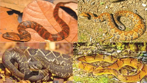 four deadly killers in guyana forest