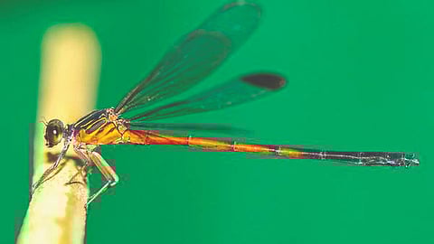 ice age living fossil crocothemis erythraea rediscovered
