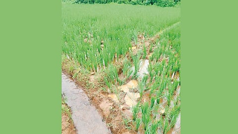 Elephant Crop Damage