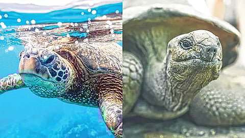 difference between tortoise and turtle