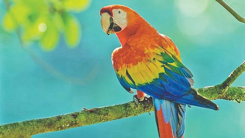 मुलुंड (मुंबई)