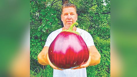 बास्केटबॉलच्या आकाराचे वांगे