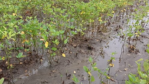 Purna Crop Damage