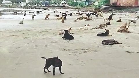 Stray Dogs Malvan
