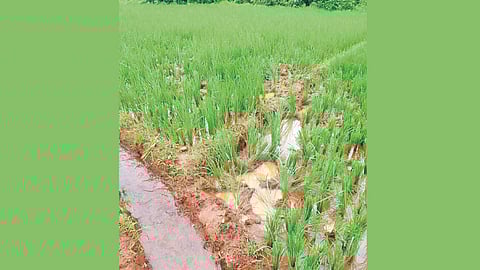 Konkan Farming