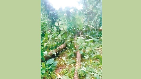 Wildlife-Human Conflict