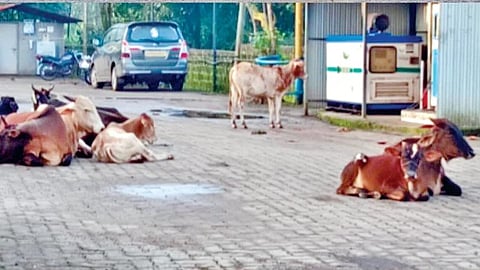 Fondaghata Animal Menace