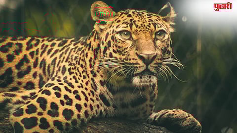 Parner Leopard Attack