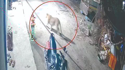 सिन्नर (नाशिक)