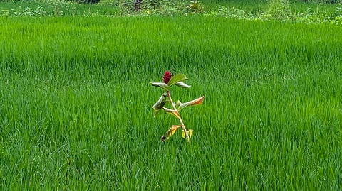 Palghar agriculture rituals