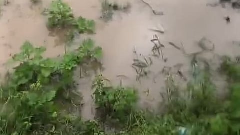 flood damage to crops