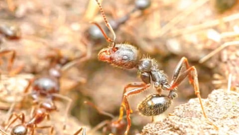 European queen ants produce males of another species