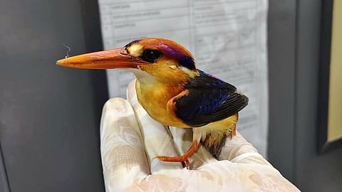Tiboti kingfisher
