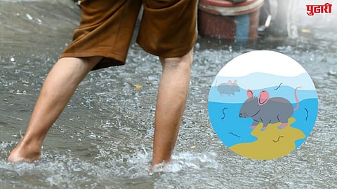 Leptospirosis Disease