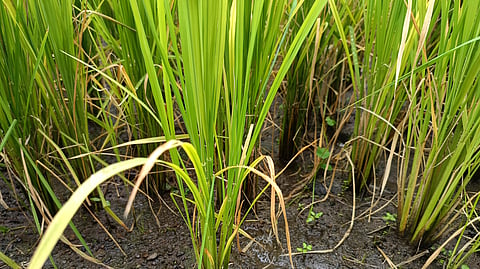 Rice crop damage