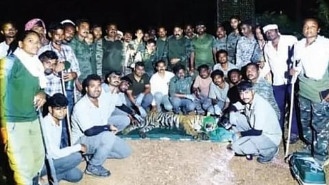 Mul Somnath tigress trapped