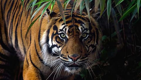 Chandrapur Tiger Attack