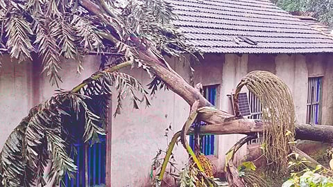 Sindhudurg elephant rampage