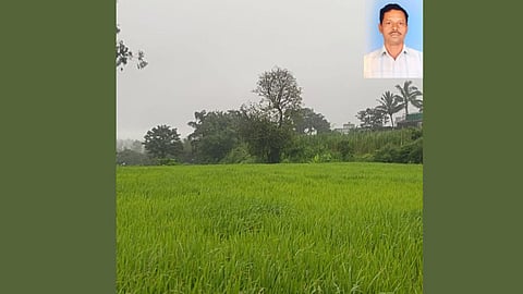Organic Rice Farming Shahuwadi