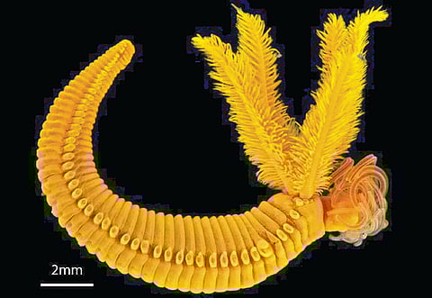 Unique deep sea creature living in toxic environment