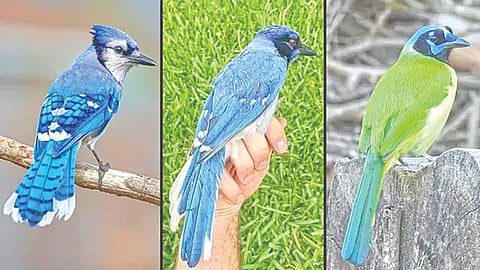 New Bird Species Discovery