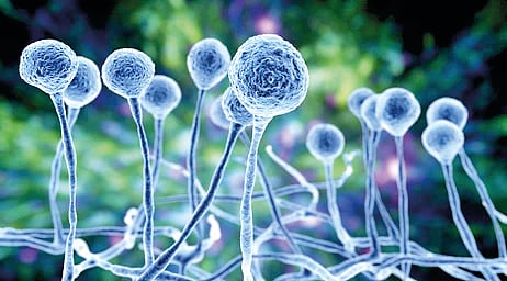 Infectious disease outbreak